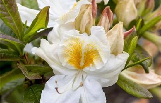 Rhododendron luteum 'Möwe' 