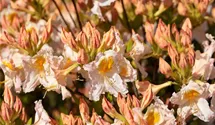 Rhododendron luteum 'Mwe'