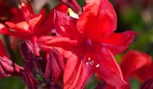 Rhododendron luteum 'Royal Command'