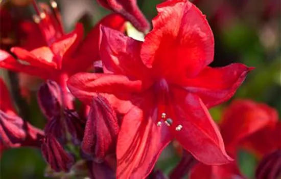 Rhododendron luteum 'Royal Command' 