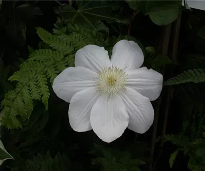 Clematis 'Madame le Coultre' 