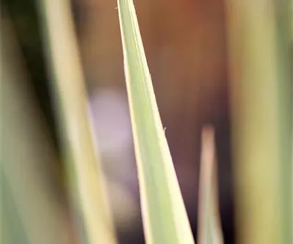Yucca filamentosa 'Bright Edge' 