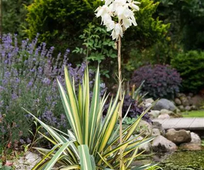 Yucca filamentosa  Yucca filamentosa