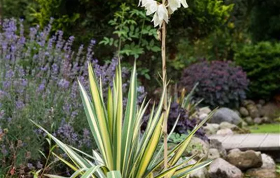 Yucca flaccida 'Golden Sword'  Yucca flaccida 'Golden Sword'