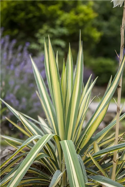 stechpalme blütezeit Jetzt Stechpalme 'Heckenblau' ® online kaufen bei Bohlken Pflanzenversand –  Bohlken Pflanzenversand GbR main image 1
