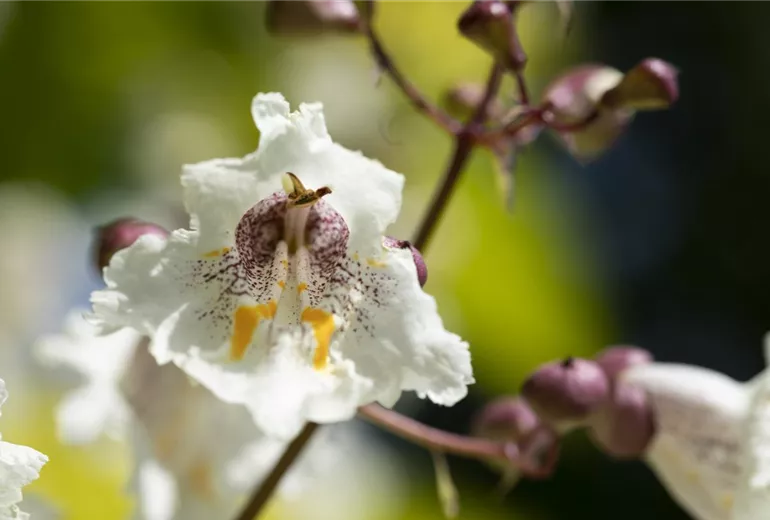 Catalpa bignonioides Catalpa bignonioides