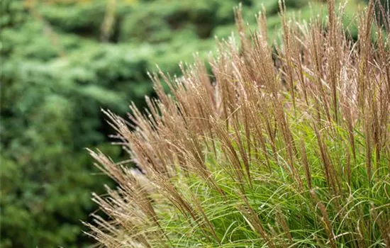 Miscanthus sinensis 'Yakushima Dwarf'  Miscanthus sinensis 'Yakushima Dwarf'