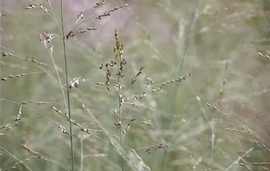Panicum virgatum 'Prairie Sky'  Panicum virgatum 'Prairie Sky'