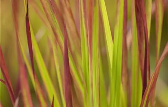 Imperata cylindrica var. koenigii 'Red Baron' 
