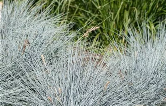 Festuca glauca 'Elijah Blue' 