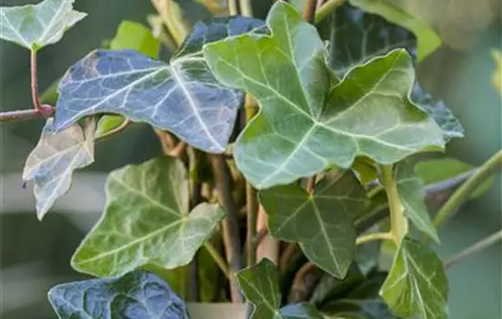 Hedera helix hibernica 