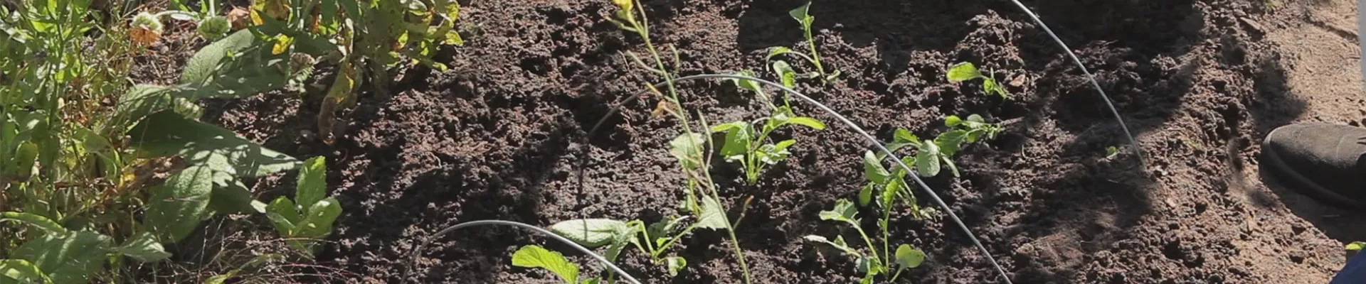 Radieschen - Aussaat und Aufzucht (thumbnail) Radieschen - Aussaat und Aufzucht (thumbnail)