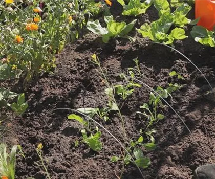 Radieschen - Aussaat und Aufzucht Radieschen - Aussaat und Aufzucht