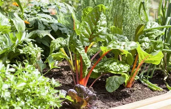 Frisches und leckeres Gemüse aus dem eigenen Garten Frisches und leckeres Gemüse aus dem eigenen Garten