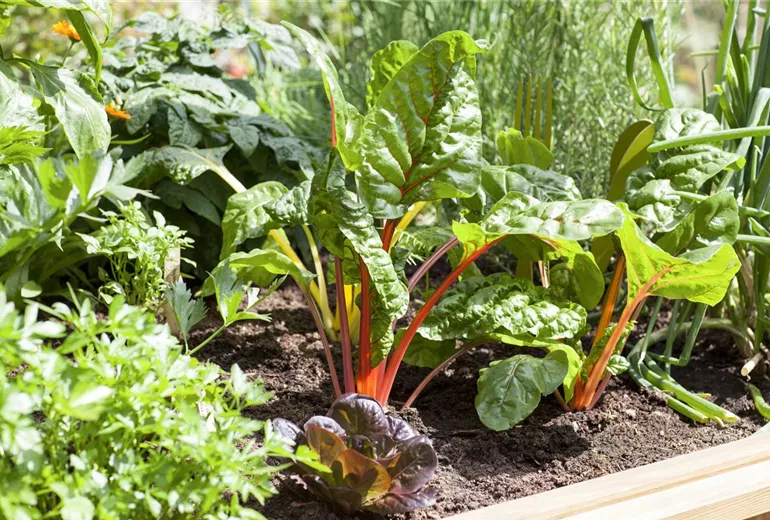 Beta vulgaris var. cicla Beta vulgaris var. cicla