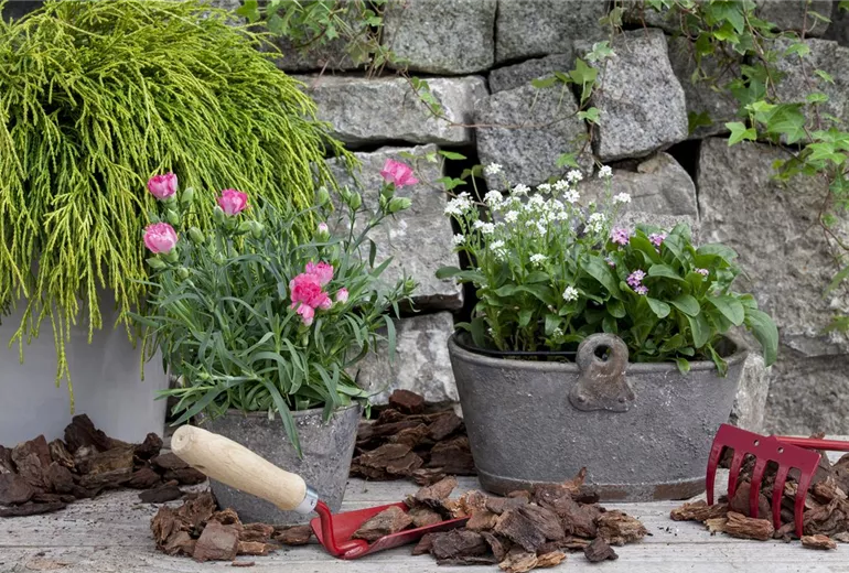 Myosotis sylvatica, rosa Myosotis sylvatica, rosa