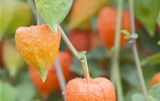 Physalis alkekengi var. franchetii 