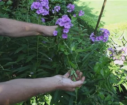 Phlox - Unkraut entfernen Phlox - Unkraut entfernen