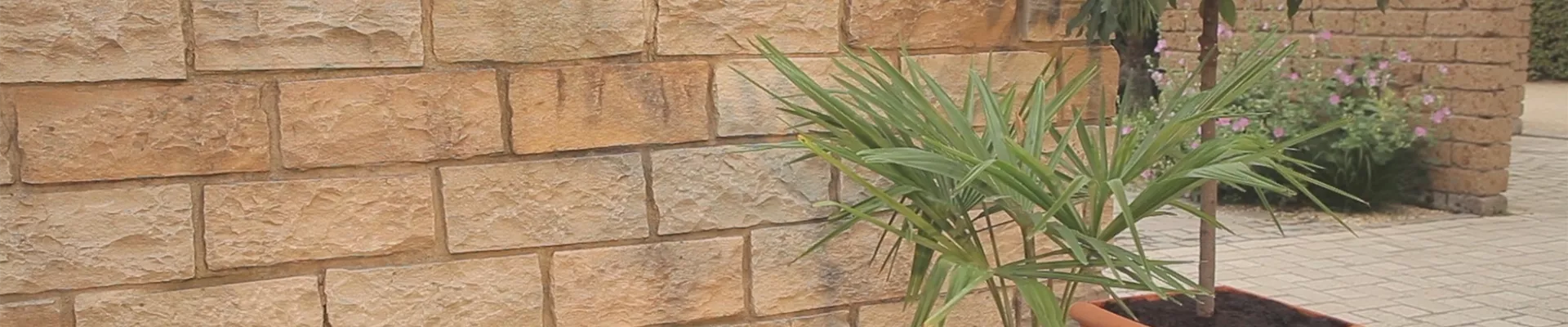 Chinesische Hanfpalme - Einpflanzen in ein Gefäß (thumbnail) Chinesische Hanfpalme - Einpflanzen in ein Gefäß (thumbnail)