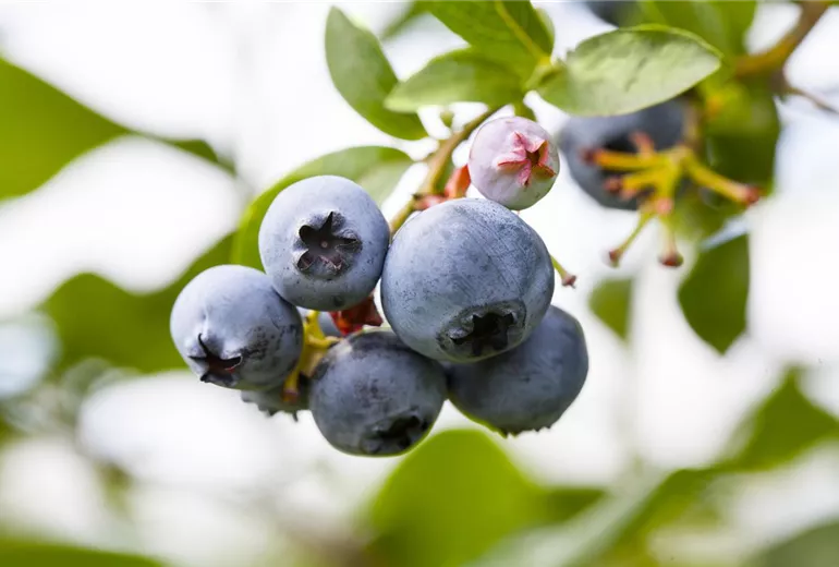 Vaccinium corymbosum Vaccinium corymbosum