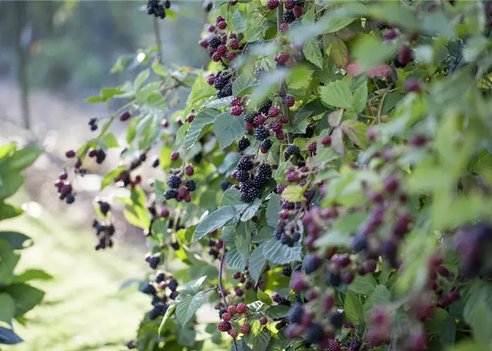 Brombeeren – wilde Leckereien mit langer Tradition
