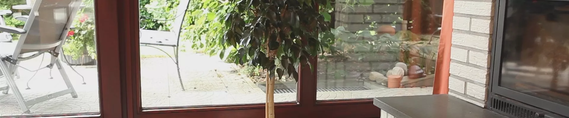 Birkenfeige - Einpflanzen in ein Gefäß (thumbnail) Birkenfeige - Einpflanzen in ein Gefäß (thumbnail)