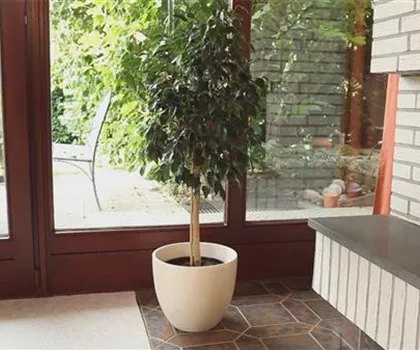 Birkenfeige - Einpflanzen in ein Gefäß Birkenfeige - Einpflanzen in ein Gefäß