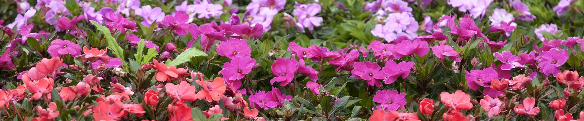 Impatiens Impatiens