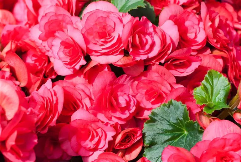 Begonia elatior 'Bela Lilacpink'® Begonia elatior 'Bela Lilacpink'®