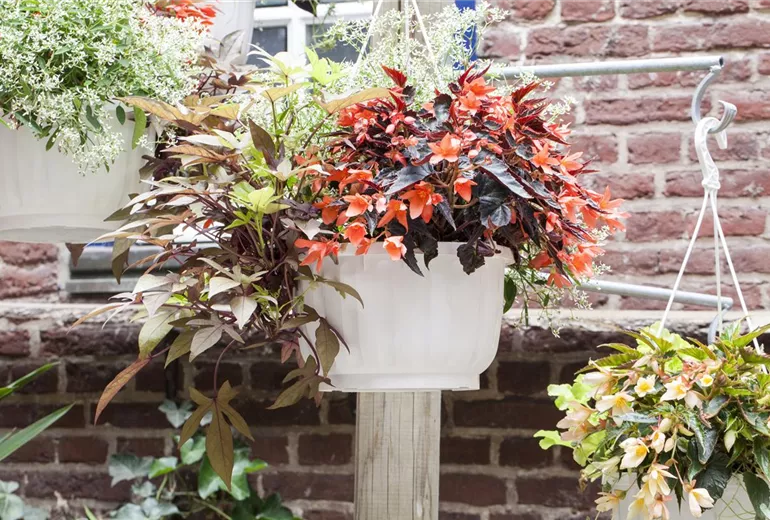 Begonia SUMMERWINGS™ Begonia SUMMERWINGS™