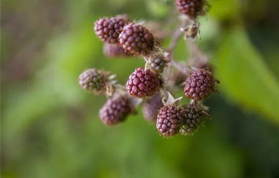 Rubus 'Tummelberry' 