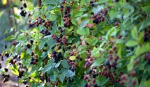Brombeere 'Loch Ness'