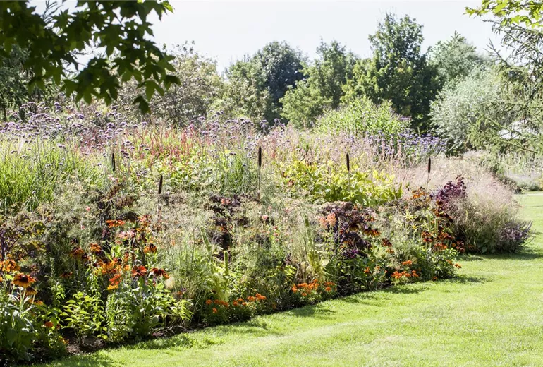 Beetpflanzen Beetpflanzen