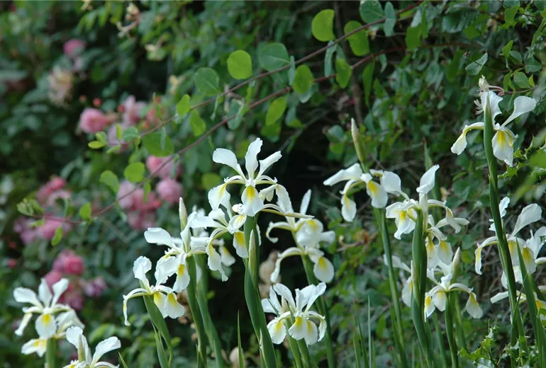 Iris setosa Iris setosa