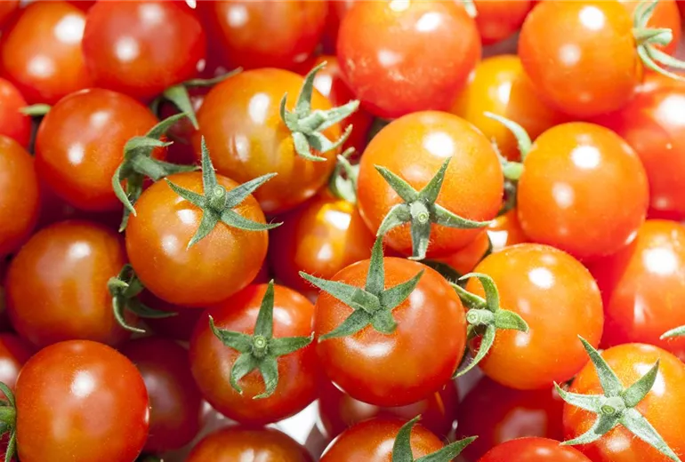 Solanum lycopersicum