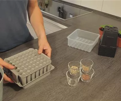 Tomaten - Aussäen von Samen Tomaten - Aussäen von Samen