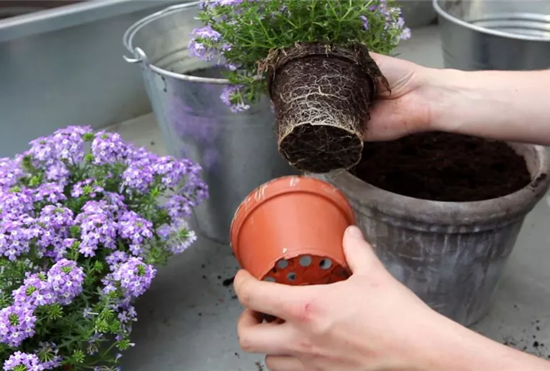 Eisenkraut - Einpflanzen in ein Gefäß (2) Eisenkraut - Einpflanzen in ein Gefäß (2)