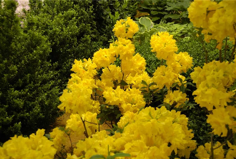 Rhododendron luteum 'Sun Chariot' Rhododendron luteum 'Sun Chariot'
