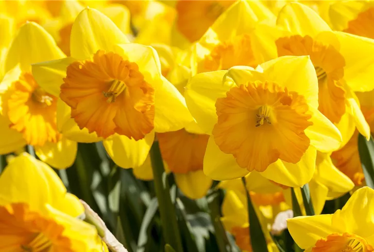 Narcissus, großkronig Narcissus, großkronig