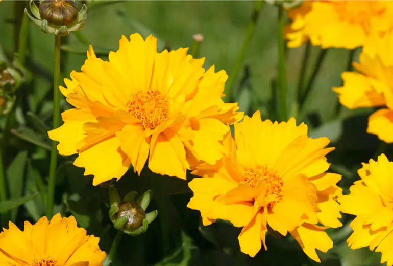 Coreopsis Coreopsis