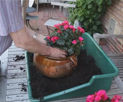 Blumenkübel - Bepflanzen mit mehreren Sommerblumen Blumenkübel - Bepflanzen mit mehreren Sommerblumen