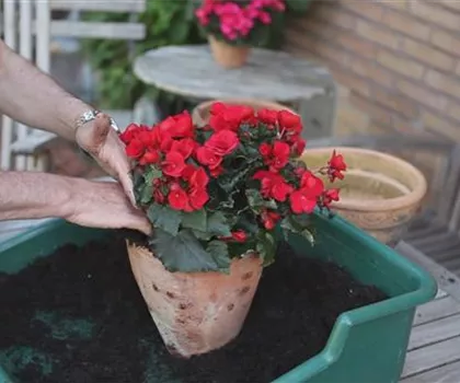 Blumenkübel - Bepflanzen mit Sommerblumen Blumenkübel - Bepflanzen mit Sommerblumen