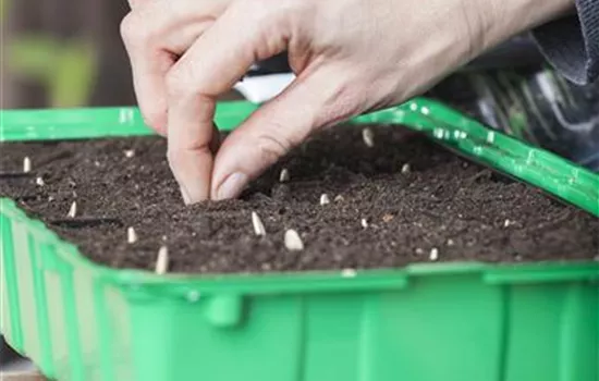 Minigewächshauser herstellen Minigewächshauser herstellen