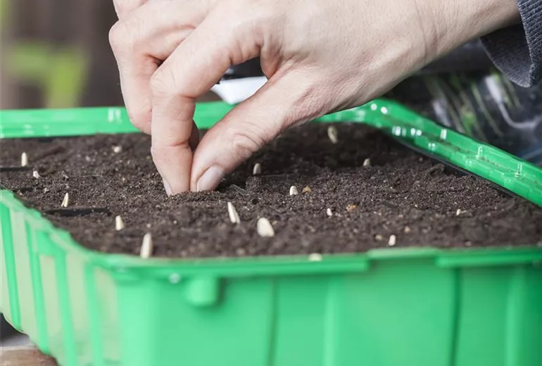 Anzuchtschale, Zucchinisamen setzen Anzuchtschale, Zucchinisamen setzen