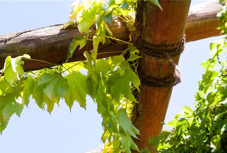 Parthenocissus tricuspidata 'Veitchii' Parthenocissus tricuspidata 'Veitchii'