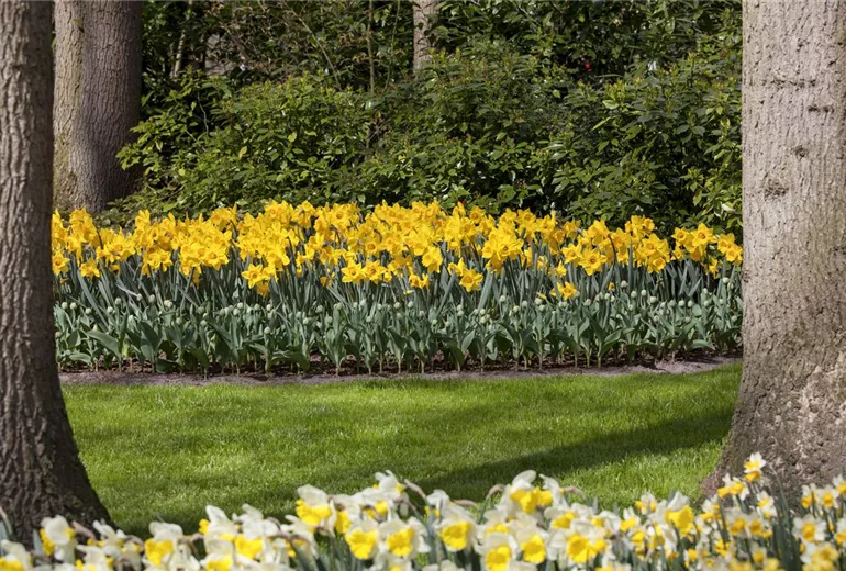 Beet mit Narzissen Beet mit Narzissen