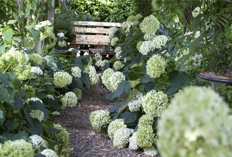 Hydrangea arborescens 'Annabelle' Hydrangea arborescens 'Annabelle'