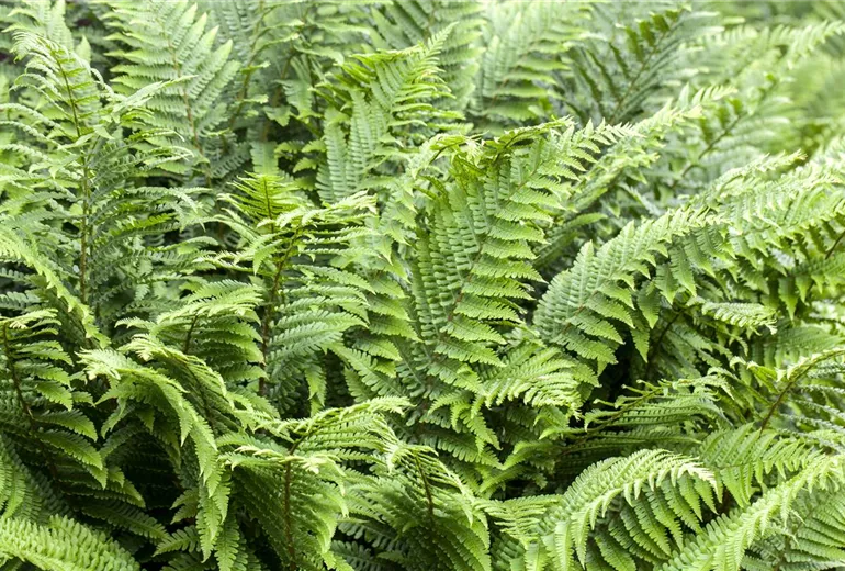 Athyrium Athyrium