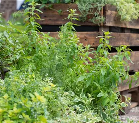 Der Kräutergarten im Mai