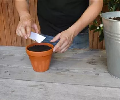 Estragon - Aussäen von Samen Estragon - Aussäen von Samen